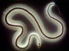 San Francisco Garter Snake, (Thamnophis sirtalis), ARSV02P01_09B