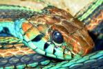 San Francisco Garter Snake, (Thamnophis sirtalis tetrataenia), Colubridae