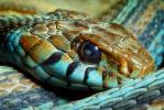 San Francisco Garter Snake, (Thamnophis sirtalis tetrataenia), Colubridae, ARSV02P01_13.1713