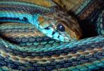 San Francisco Garter Snake, (Thamnophis sirtalis tetrataenia), Colubridae, ARSV02P01_14.1713