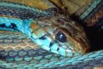San Francisco Garter Snake, (Thamnophis sirtalis tetrataenia), Colubridae, ARSV02P01_14B.1713
