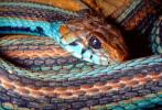 San Francisco Garter Snake, (Thamnophis sirtalis tetrataenia), Colubridae, ARSV02P01_14C