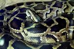 Burmese Python, (Python molurus bivittatus), Pythonidae, constrictor, ARSV02P02_18