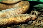 Ground Boa Snake, (Candoia carinata), Boidae, Constrictor
