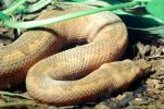 Ground Boa Snake, (Candoia carinata), Boidae, Constrictor, ARSV02P03_02