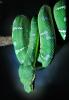 Emerald Tree Boa, (Corallus canina), Boidae, Constrictor, ARSV02P03_03