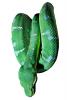 Head, Emerald Tree Boa, (Corallus canina), Boidae, Constrictor photo-object, object, cut-out, cutout