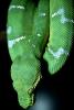 Emerald Tree Boa, (Corallus canina), Boidae, Constrictor, ARSV02P03_05