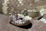 Northern Pacific Rattlesnake, (Crotalus viridis oreganus), Viperdae, ARSV02P03_14