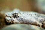 Rock Rattlesnake, ARSV02P04_01
