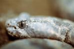 Rock Rattlesnake, ARSV02P04_02