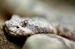 Rock Rattlesnake, ARSV02P04_03