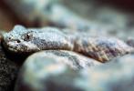 Rock Rattlesnake, ARSV02P04_04