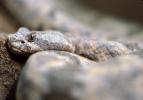 Rock Rattlesnake, ARSV02P04_05