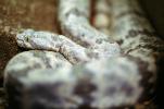 Rock Rattlesnake, ARSV02P04_06