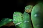 Emerald Tree Boa, (Corallus canina), Boidae, Constrictor, ARSV02P04_12