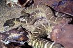 Northern Pacific Rattlesnake, (Crotalus viridis oreganus), Crotalinae, Viperidae, Viper, Pitviper, Venomous, ARSV02P04_14