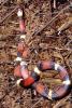 Scarlet Kingsnake, (Lampropeltis triangulum elapsoides), Colubridae, mimic snake