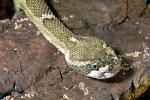 Northern Pacific Rattlesnake, (Crotalus viridis oreganus), Crotalinae, Viperidae, Viper, Pitviper, Venomous, ARSV02P07_07