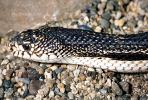 Northern Pine Snake, Gopher Snake, (Pituophis melanoleucus), Colubridae, Colubrinae, Pituophis, ARSV02P07_11B