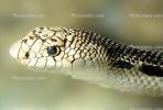 Northern Pine Snake, Gopher Snake, (Pituophis melanoleucus), Colubridae, Colubrinae, Pituophis, ARSV02P07_14B