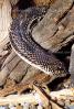 Northern Pine Snake, Gopher Snake, (Pituophis melanoleucus), Colubridae, Colubrinae, Pituophis, ARSV02P07_15B