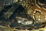 African Rock Python, Python sebae, Pythonidae, Constrictor
