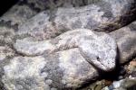 Banded Rock Rattlesnake , (Crotalus lepidus lepidus), Pitviper, Venomous, Poisonous, Viper, Viperidae, ARSV02P08_15
