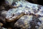 Banded Rock Rattlesnake�, (Crotalus lepidus lepidus), Pitviper, Venomous, Poisonous, Viper, Viperidae, ARSV02P08_16