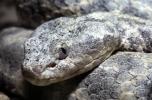Banded Rock Rattlesnake�, (Crotalus lepidus lepidus), Pitviper, Venomous, Poisonous, Viper, Viperidae, ARSV02P08_16B