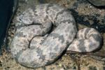 Banded Rock Rattlesnake , (Crotalus lepidus lepidus), Pitviper, Venomous, Poisonous, Viper, Viperidae, ARSV02P08_17