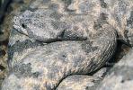 Banded Rock Rattlesnake�, (Crotalus lepidus lepidus), Pitviper, Venomous, Poisonous, Viper, Viperidae, ARSV02P08_17B