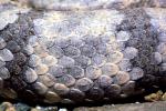 Banded Rock Rattlesnake , (Crotalus lepidus lepidus), Pitviper, Venomous, Poisonous, Viper, Viperidae, ARSV02P08_18