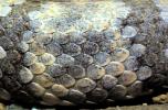 Banded Rock Rattlesnake�, (Crotalus lepidus lepidus), Pitviper, Venomous, Poisonous, Viper, Viperidae, ARSV02P08_19