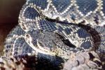 Eastern Diamond Rattlesnake, (Crotalus adamanteus), Venomous, Pitviper, Viperidae, Crotalus, ARSV02P09_09