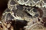 Eastern Diamond Rattlesnake, (Crotalus adamanteus), Venomous, Pitviper, Viperidae, Crotalus, ARSV02P09_10