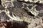 Eastern Diamond Rattlesnake, (Crotalus adamanteus), Venomous, Pitviper, Viperidae, Crotalus, ARSV02P09_10B