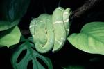 Emerald Tree Boa, (Corallus canina), Boidae, Constrictor, ARSV02P09_12