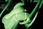 Emerald Tree Boa, (Corallus canina), Boidae, Constrictor, ARSV02P09_15