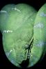 Emerald Tree Boa, (Corallus canina), Boidae, Constrictor, ARSV02P10_01