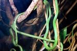 Gunther's Whip Snake, or Burmese Vine Snake, (Ahaetulla fronticincta), Vinesnake, Mildly Venomous, Colubridae, Colubrinae, ARSV02P10_06