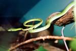 Gunther's Whip Snake, or Burmese Vine Snake, (Ahaetulla fronticincta), Vinesnake, Mildly Venomous, Colubridae, Colubrinae, ARSV02P10_07