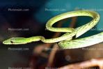 Gunther's Whip Snake, or Burmese Vine Snake, (Ahaetulla fronticincta), Vinesnake, Mildly Venomous, Colubridae, Colubrinae, ARSV02P10_07B