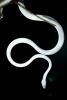 Gunther's Whip Snake, or Burmese Vine Snake, (Ahaetulla fronticincta), Vinesnake, Mildly Venomous, Colubridae, Colubrinae, ARSV02P10_08