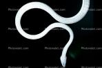 Gunther's Whip Snake, or Burmese Vine Snake, (Ahaetulla fronticincta), Vinesnake, Mildly Venomous, Colubridae, Colubrinae, ARSV02P10_08B