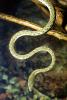 Gunther's Whip Snake, or Burmese Vine Snake, (Ahaetulla fronticincta), Vinesnake, Mildly Venomous, Colubridae, Colubrinae, ARSV02P10_09