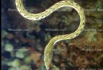Gunther's Whip Snake, or Burmese Vine Snake, (Ahaetulla fronticincta), Vinesnake, Mildly Venomous, Colubridae, Colubrinae, ARSV02P10_09B