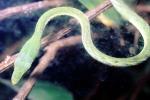 Gunther's Whip Snake, or Burmese Vine Snake, (Ahaetulla fronticincta), Vinesnake, Mildly Venomous, Colubridae, Colubrinae, ARSV02P10_10