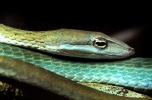 Gunther's Whip Snake, or Burmese Vine Snake, (Ahaetulla fronticincta), Vinesnake, Mildly Venomous, Colubridae, Colubrinae, ARSV02P10_11