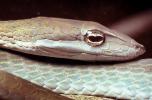 Gunther's Whip Snake, or Burmese Vine Snake, (Ahaetulla fronticincta), Vinesnake, Mildly Venomous, Colubridae, Colubrinae, ARSV02P10_11B